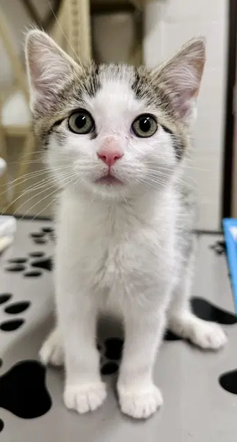 Hexagon - Domestic Short Hair
