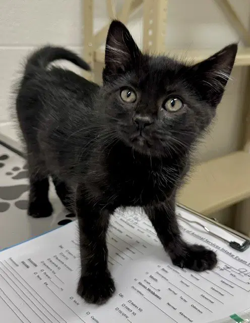 Circle - Domestic Medium Hair