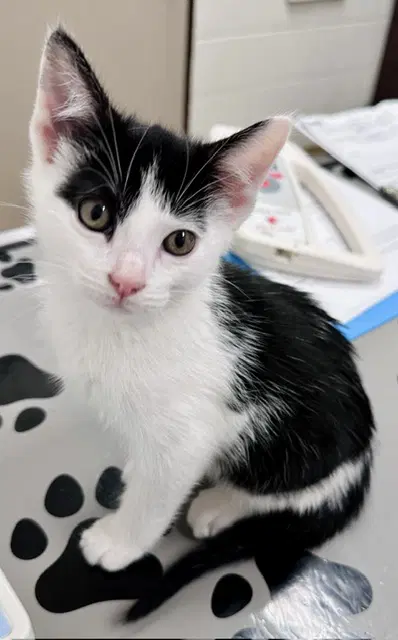 Trapezoid - Domestic Short Hair