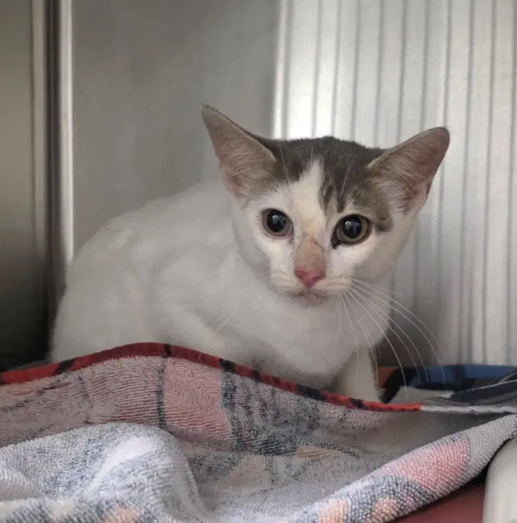 Abba - Domestic Short Hair