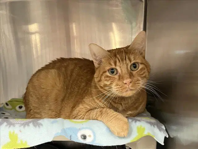 Chalupa - Domestic Short Hair