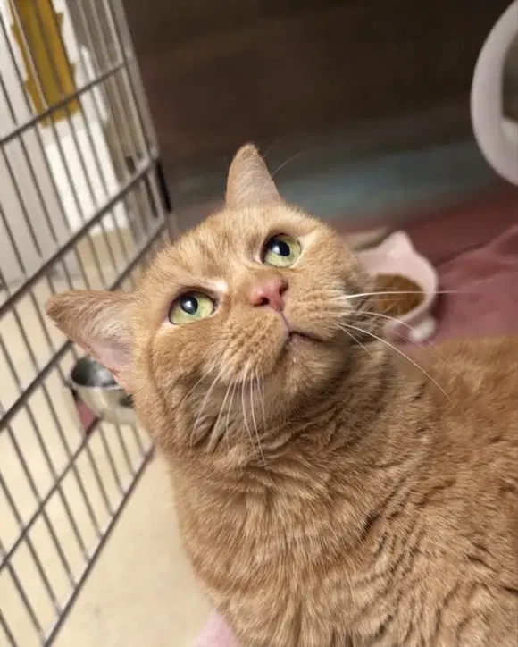 Squash - Domestic Short Hair