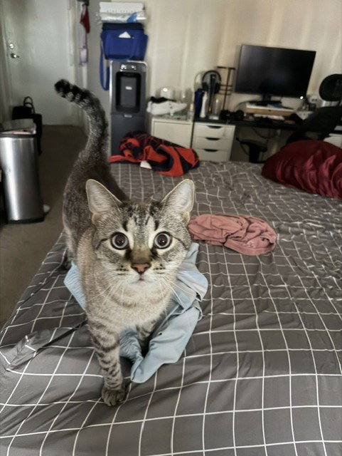 CHAI, cat — photo 1 of 1