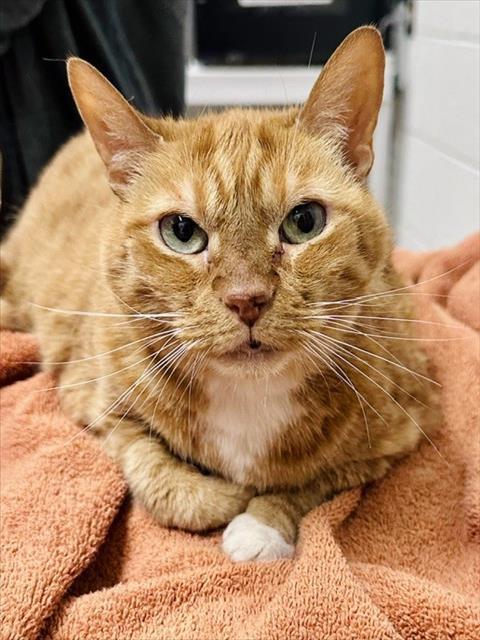 *ALOHA, a cat for adoption from Montgomery County Animal Services and Adoption Center