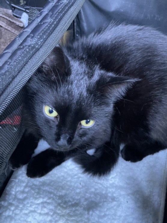 *LAZARUS, cat — photo 1 of 1