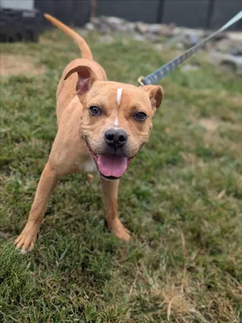 Marley - American Pit Bull Terrier