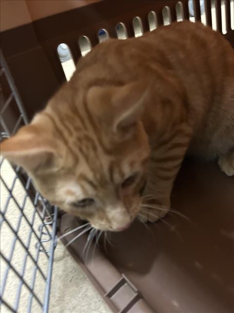 *DREAMSICLE, cat — photo 1 of 1