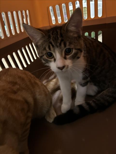 *CHERRY GARCIA, cat — photo 1 of 1