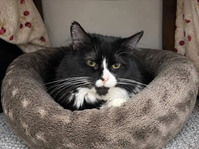 Starlight - Domestic Medium Hair