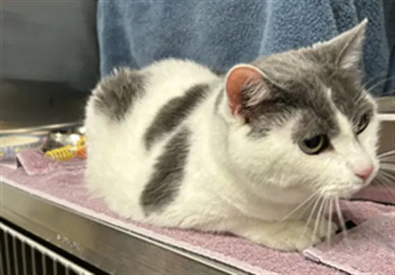Ollie - Domestic Short Hair