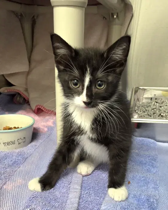 Samantha - Domestic Short Hair