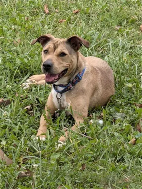 Justine - Labrador Retriever