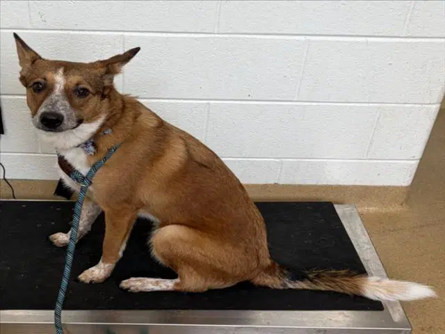 Draco - Australian Cattle Dog/Blue Heeler