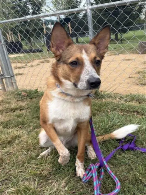 Draco - Australian Cattle Dog/Blue Heeler