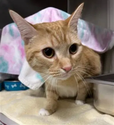 Ace - Domestic Short Hair