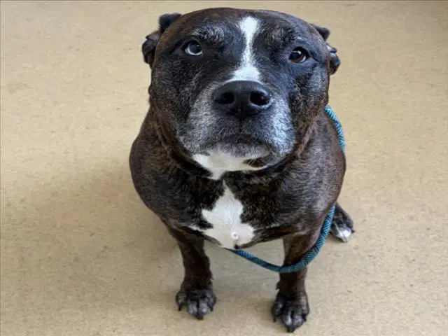 Monarch - American Pit Bull Terrier