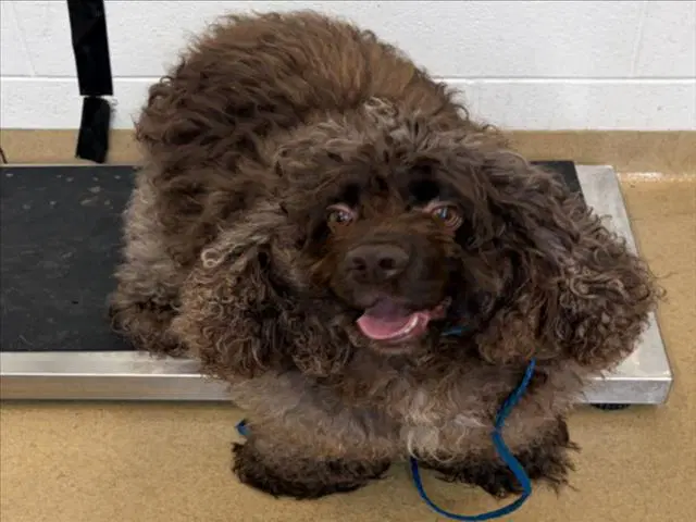 Jeycho - Cocker Spaniel