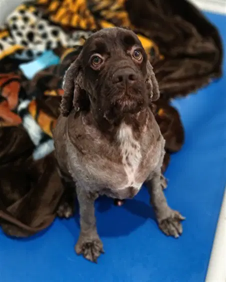 Jeycho - Cocker Spaniel