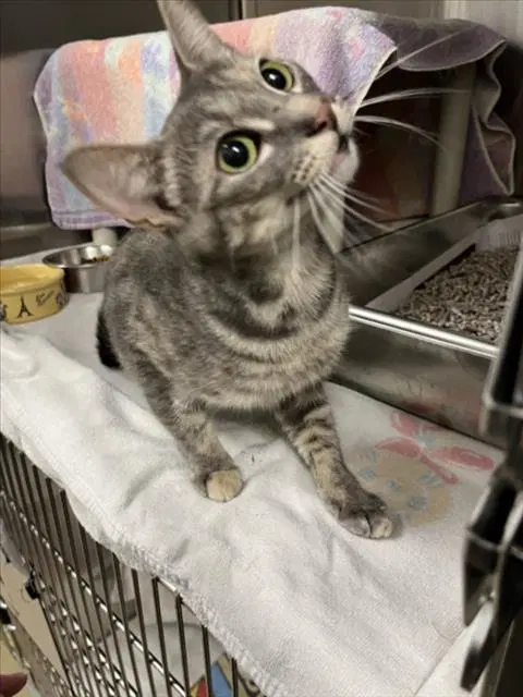 Little Girl - Domestic Short Hair