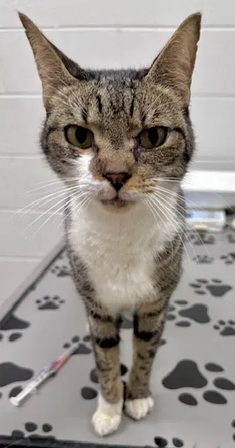 Mackay - Domestic Short Hair