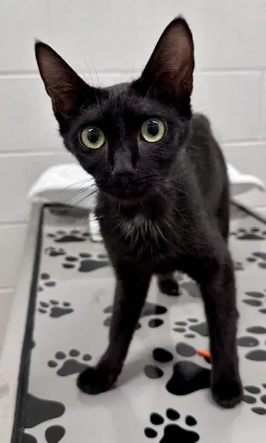 Cardamom - Domestic Short Hair