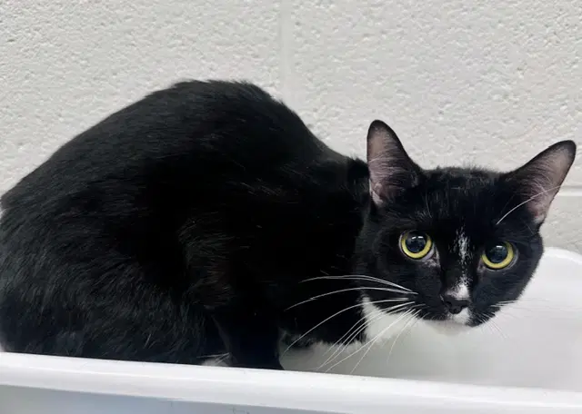 Blue Berry - Domestic Short Hair