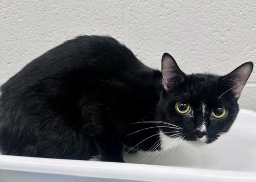 *BLUE BERRY, a cat for adoption from Montgomery County Animal Services and Adoption Center