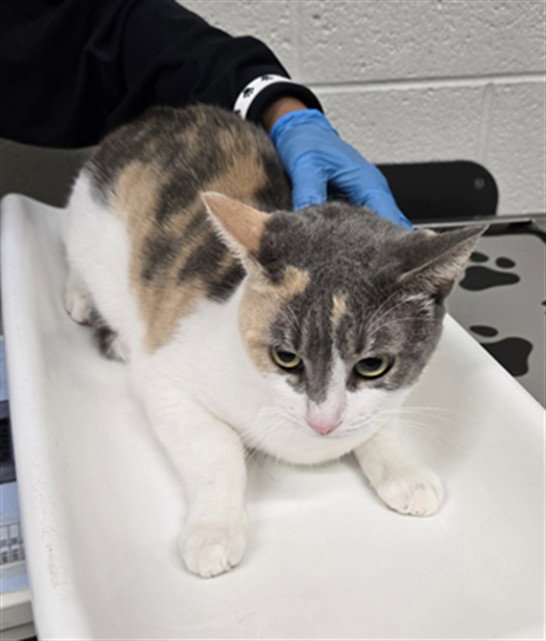 *DEE DEE, cat — photo 1 of 1