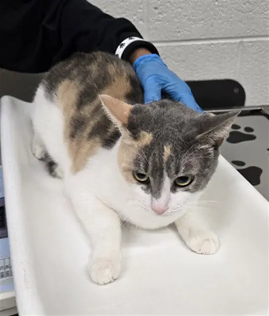 Dee Dee - Domestic Short Hair
