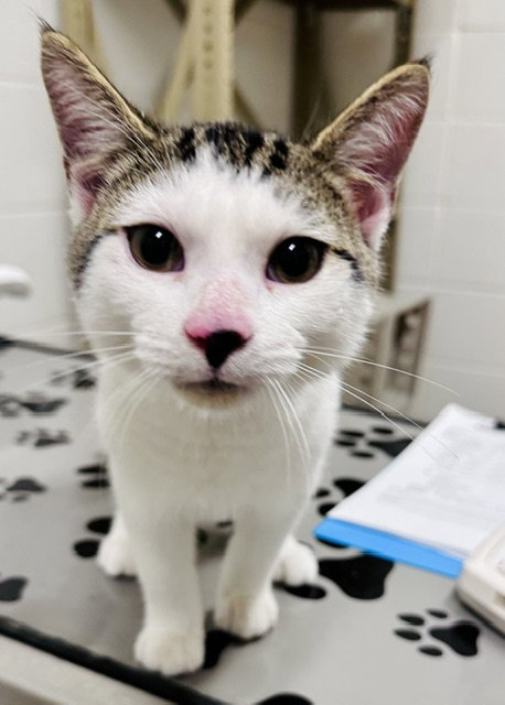 *JASON, cat — photo 1 of 1