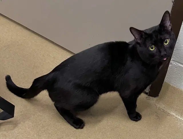 Harambe - Domestic Short Hair