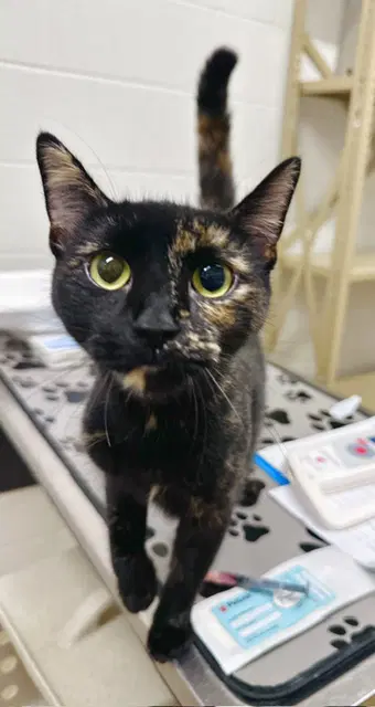 Cheese Cake - Domestic Short Hair
