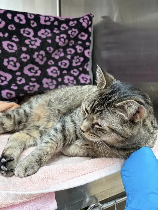 Sammi - Domestic Short Hair