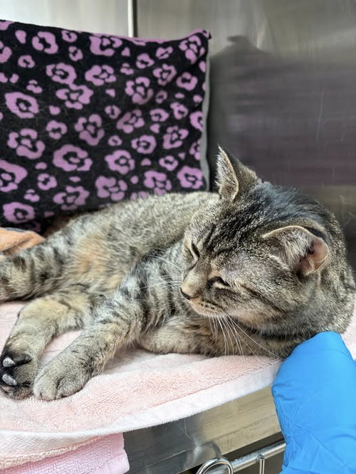 *SAMMI WITH AN I, a cat for adoption from Montgomery County Animal Services and Adoption Center