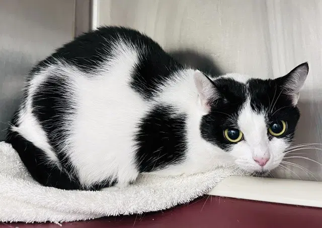 Blue Belle - Domestic Short Hair