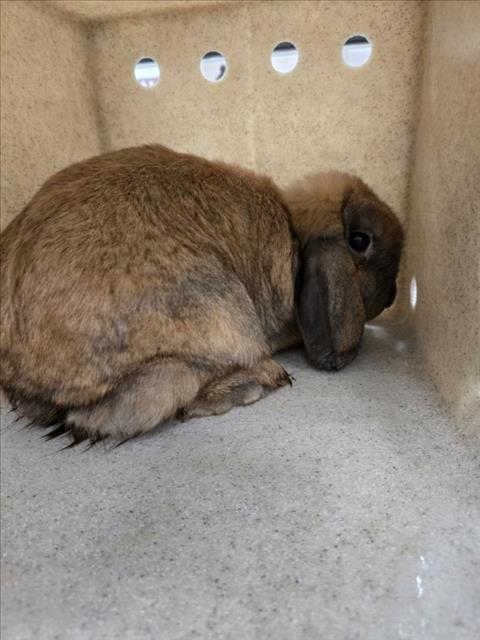 *FARMER, rabbit — photo 1 of 1