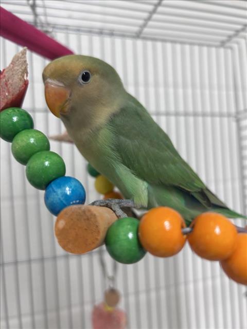 *PEACHY, other — photo 1 of 1