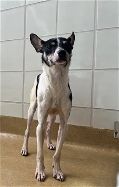 Kriss Kross - Rat Terrier