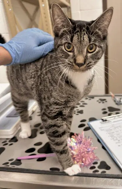 Xena - Domestic Short Hair