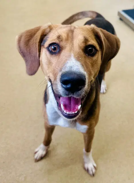 Shirley - American Foxhound