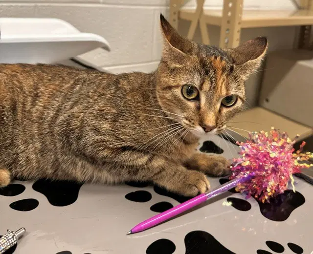 Aliyah - Manx
