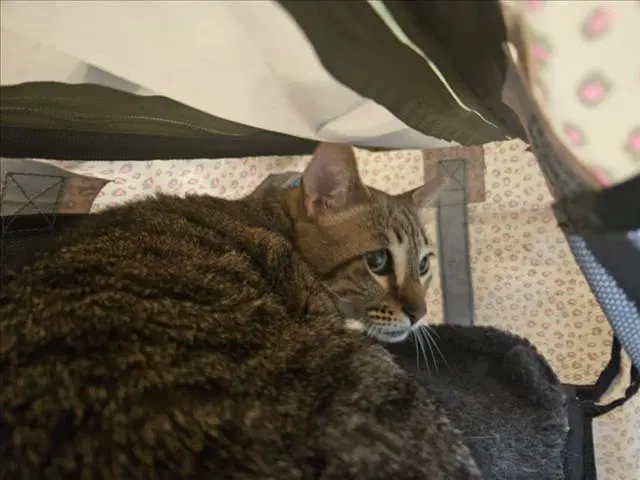 Dallas - Domestic Short Hair