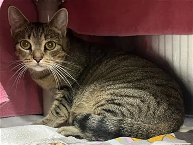 Wonderland - Domestic Short Hair