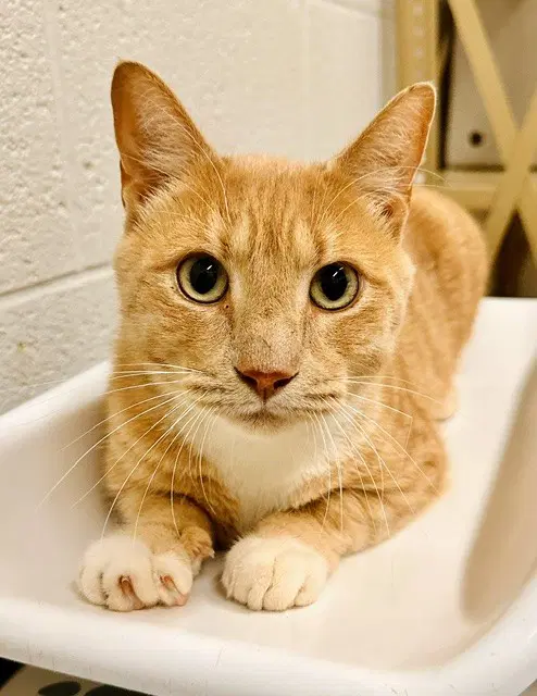 Guppy - Domestic Short Hair