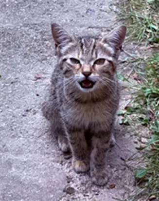 Baki - Domestic Short Hair
