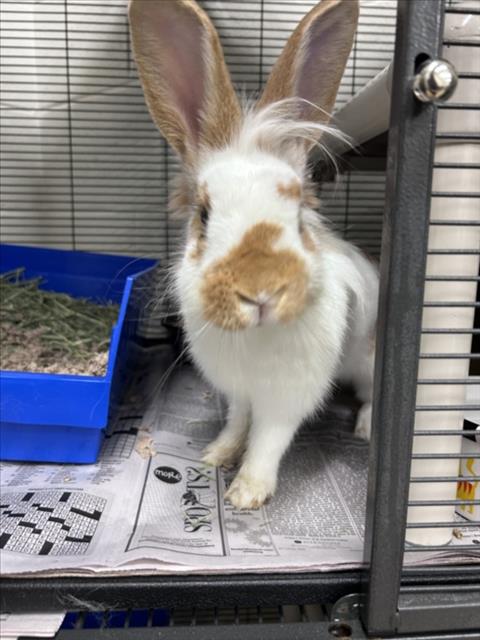 *ZAPPS, rabbit — photo 1 of 1