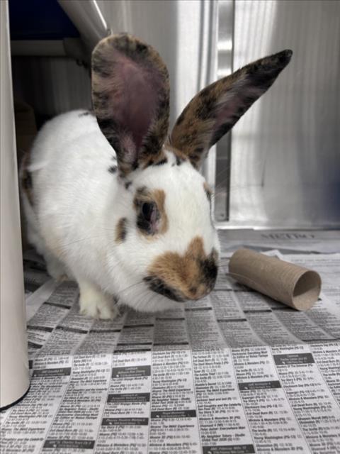 *VOODOO, rabbit — photo 1 of 1