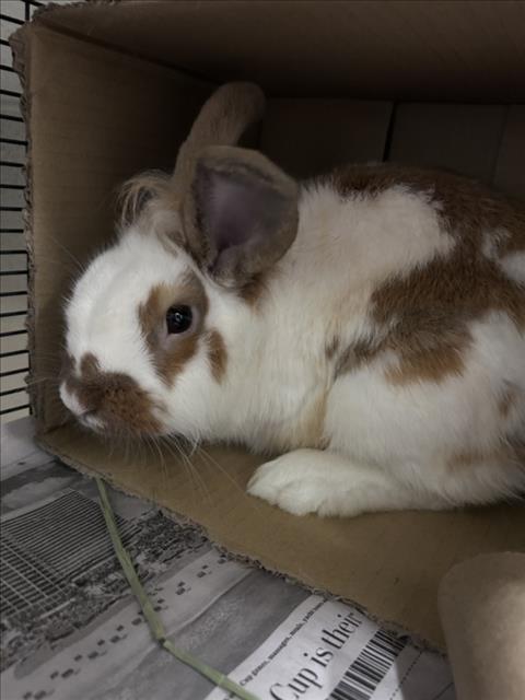 *REGULAR FLAVOR, rabbit — photo 1 of 1