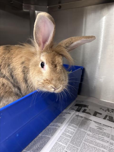 *HOTTER N' HOT, rabbit — photo 1 of 1