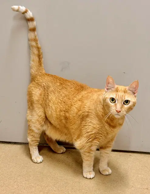 Honey Bun - Domestic Short Hair
